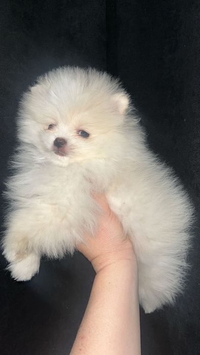 Кремовые шпицы продам