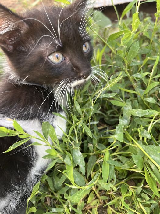Отдам котенка в добрые руки, мальчик