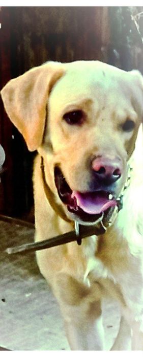 Продам Лабрадор-ретривер для охраны