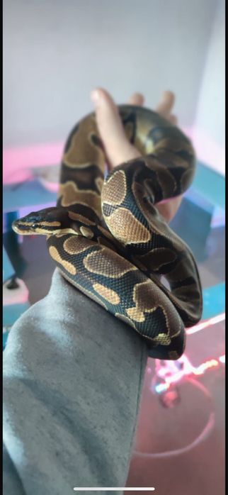Продается змея самка 3.5 года
