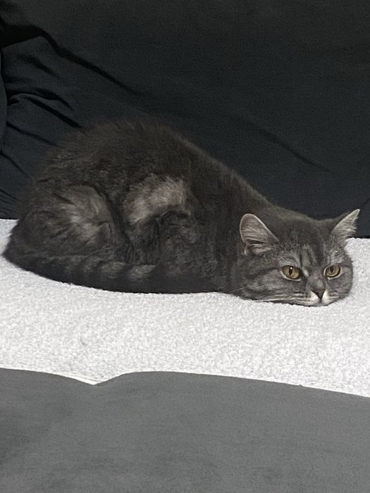 Срочно в добрые руки (сегодня )