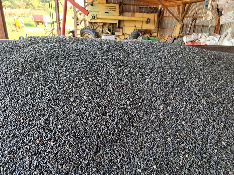 Porumb boabe , grau , floarea soarelui