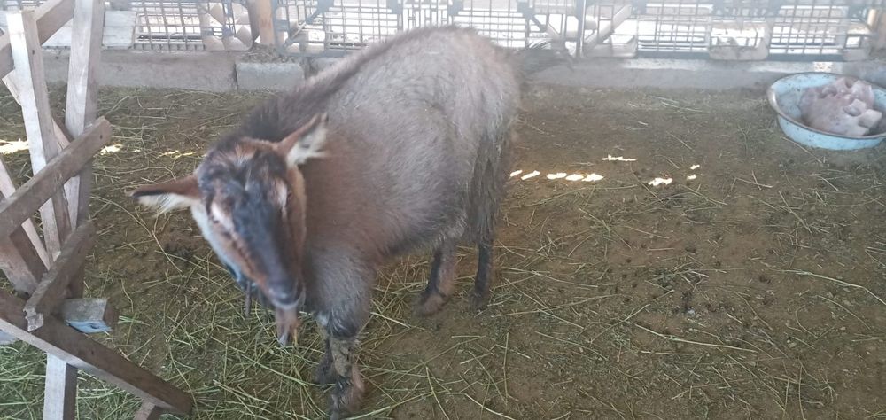 Қозы нубийской породы