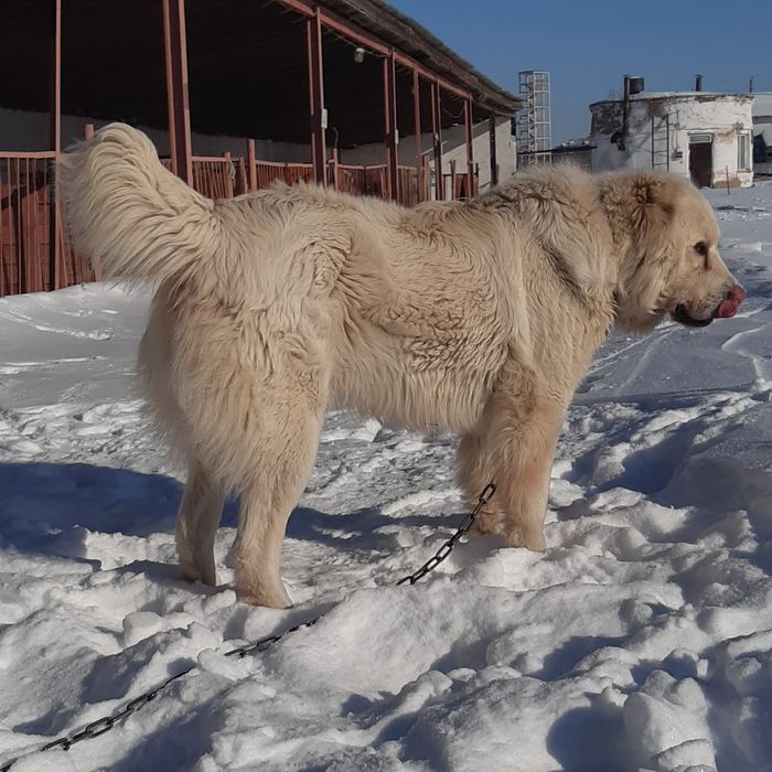 Предлагаю для вязки чистокровного  Турецкого  Акбаш