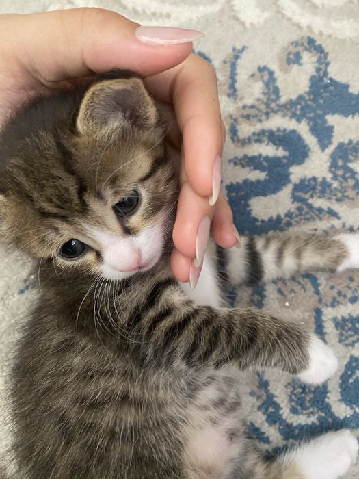 Мы отдаем кошек.