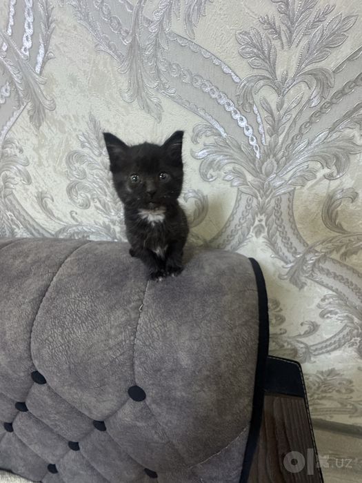 Котенок бесплатно