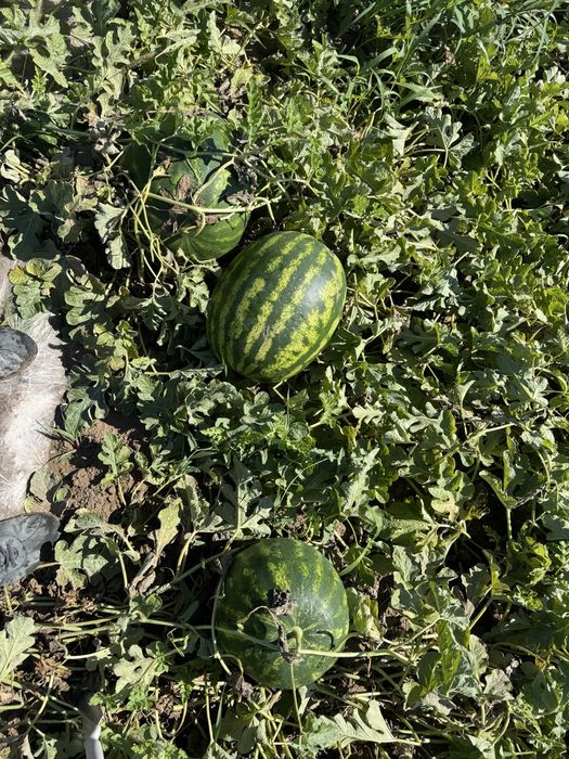 Продам арбузы.