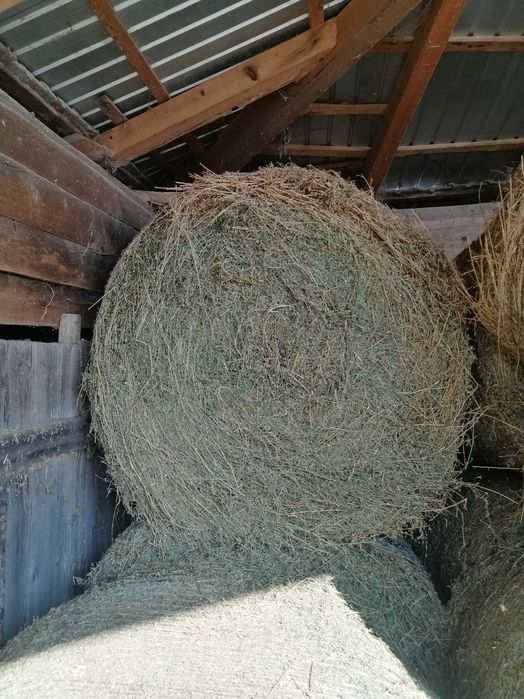 Vând baloți de lucernă