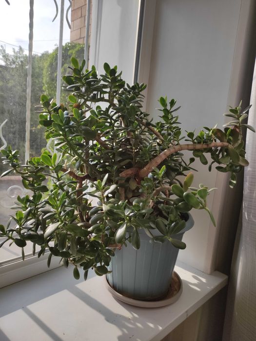 Продам комнатные цветы