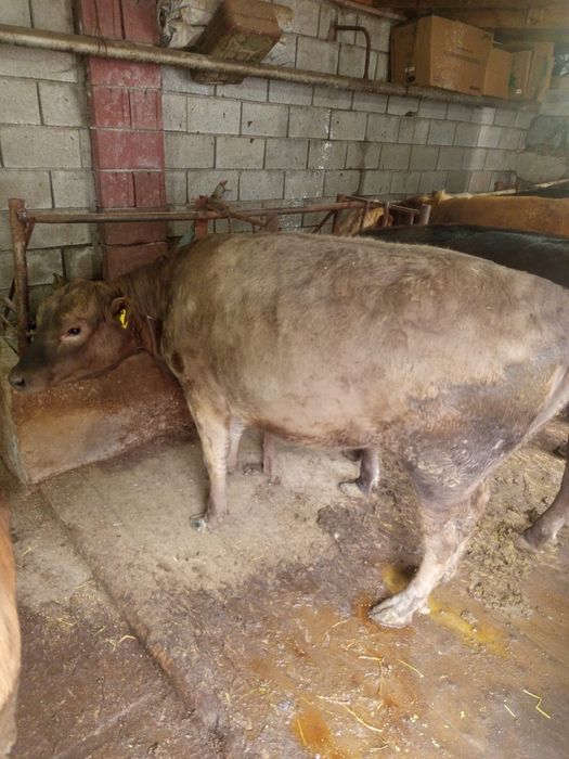 Продам тёлок откормленные с детства,