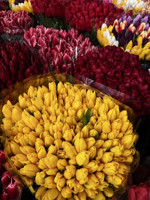 Тюльпан Алматы шт 500