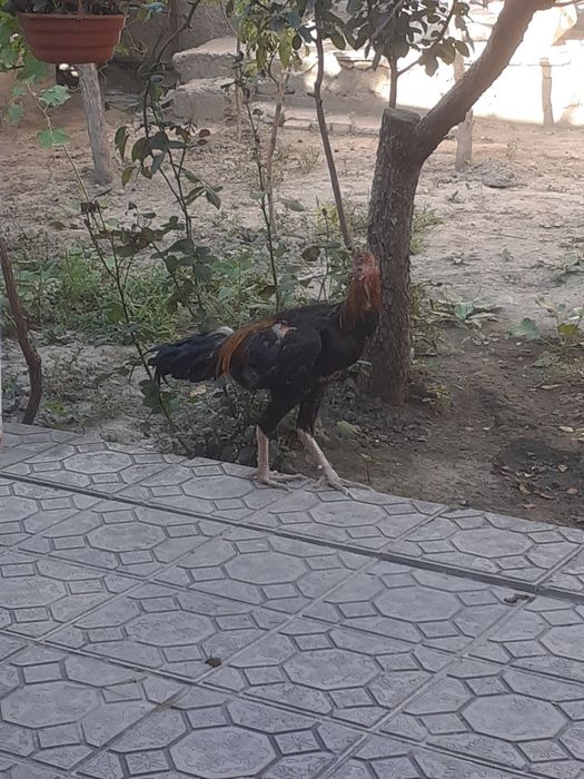 Xoroz sotiladi srochno