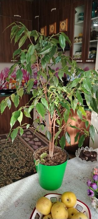 Комнатные цветы. Хлорофитум.