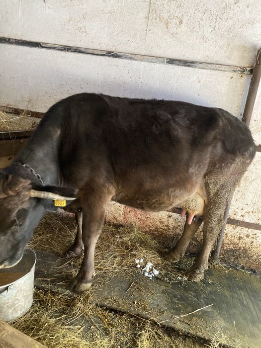 De vanzare vaca cu vitea angus gestanta !