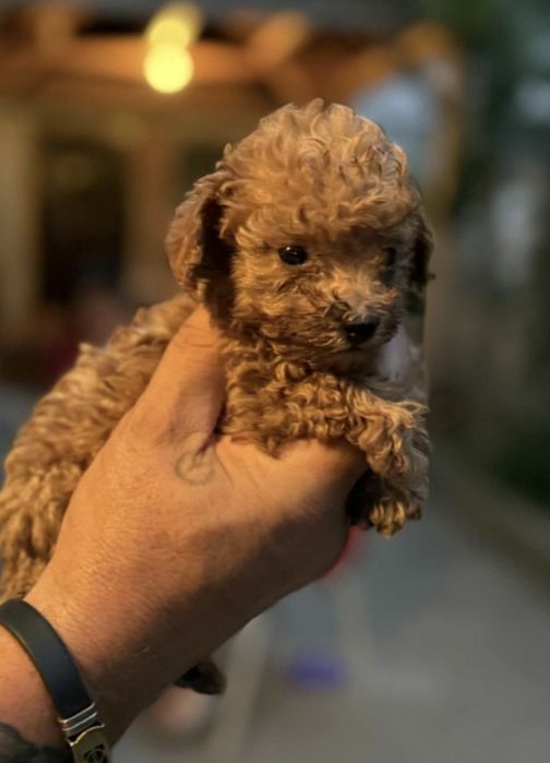 Пудел той пудел той