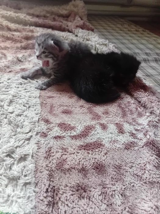 Отдам котят срочно