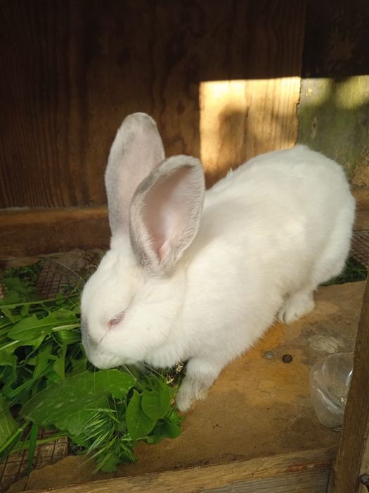 Quyon sotiladi samka