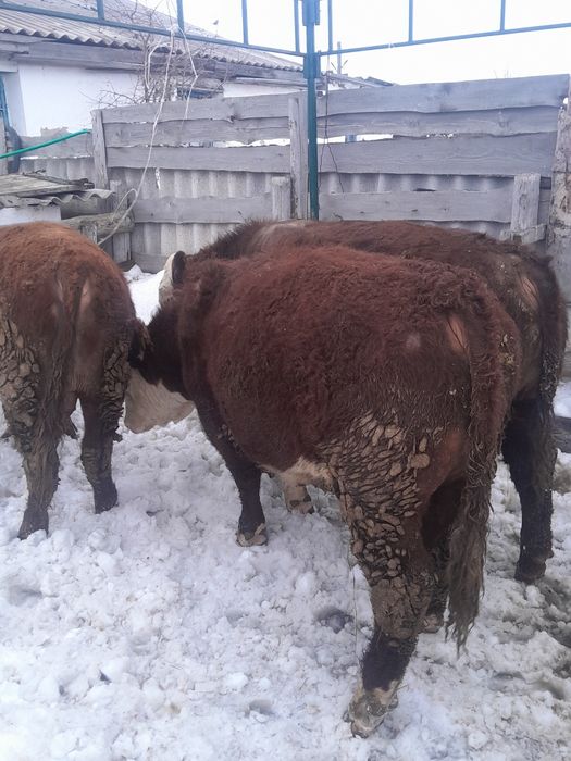 Продам три быка с откорма