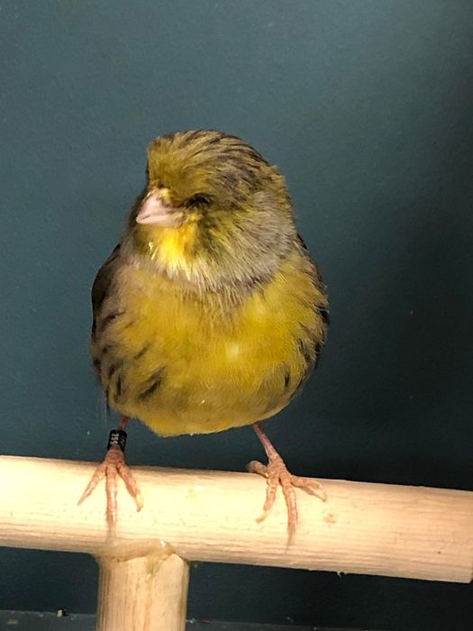 Канарейка кенор самец Глостер