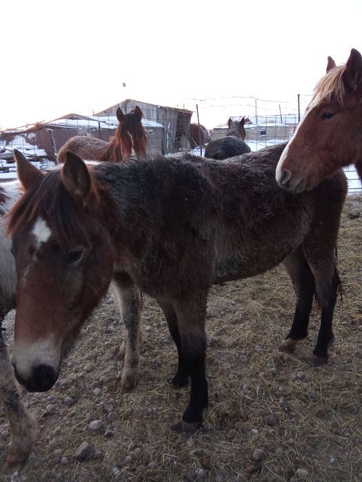 Продам жеребчиков на мясо