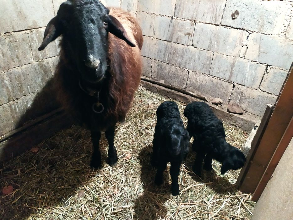 Гиссар. Қой қозысымен сатам