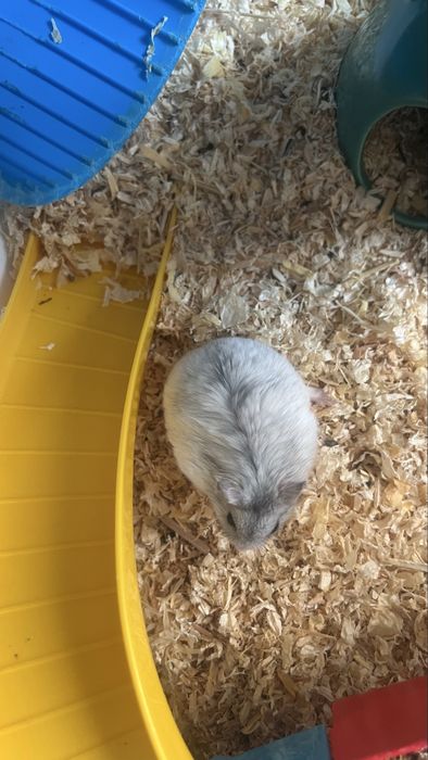 Cusca Hamster Circ + Hamster Pitic Alb