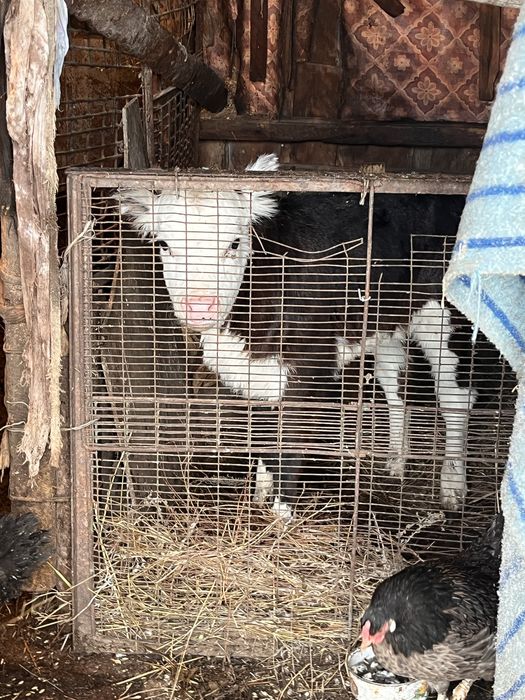 Продам теленка (телочка)