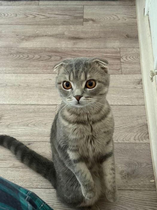 Продам вислоухого котёнка