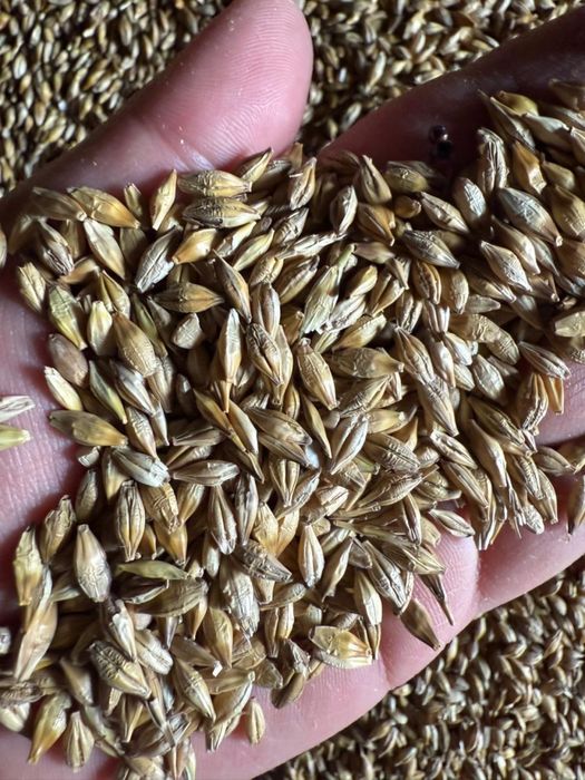 Ячмень Арпа семена сорт  формула 1