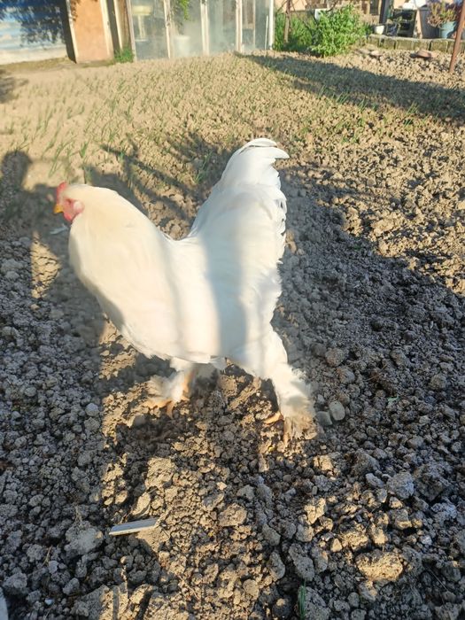 Cocoș brahman alb