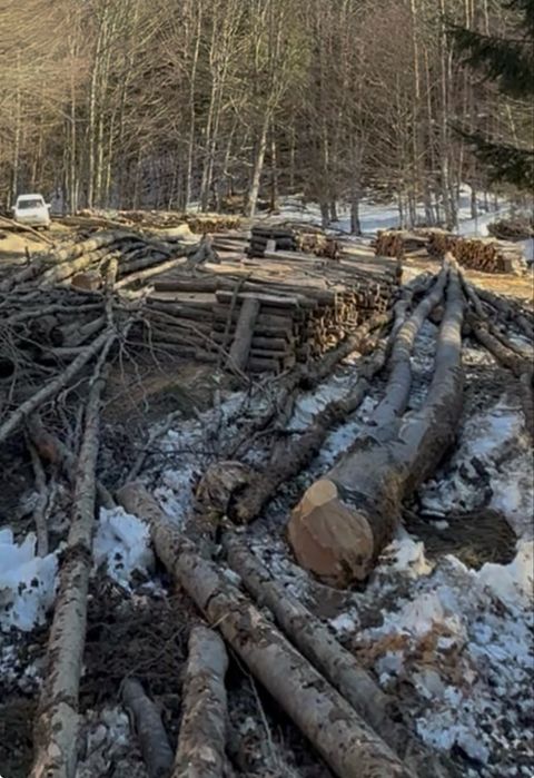 Lemne de foc metri ster