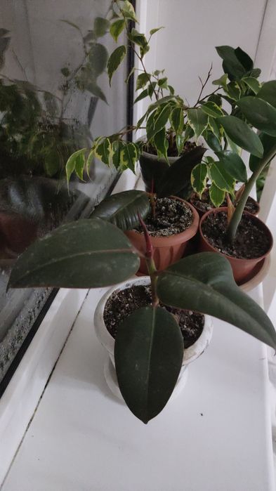 Продам комнатные цветы