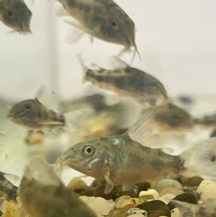 Pești  Corydoras Paleatus