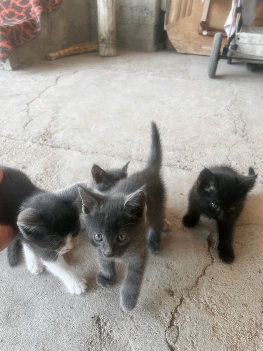 Отдам котят в добрые руки!!!