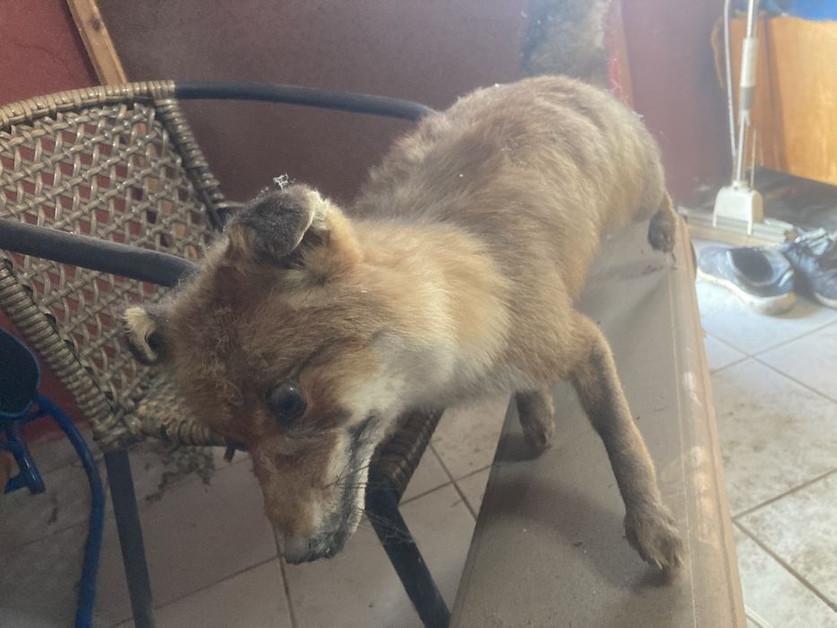 Продавам препарирана лисица