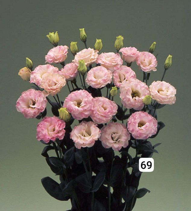 Семена (проф.)  Лизиантус ( Эустома)