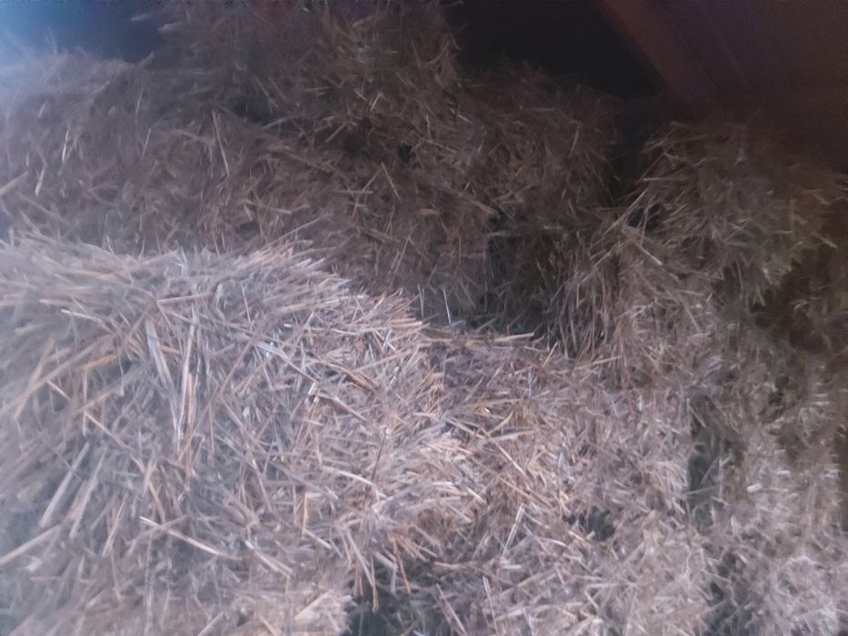 Baloți paie curate ținute la adăpost