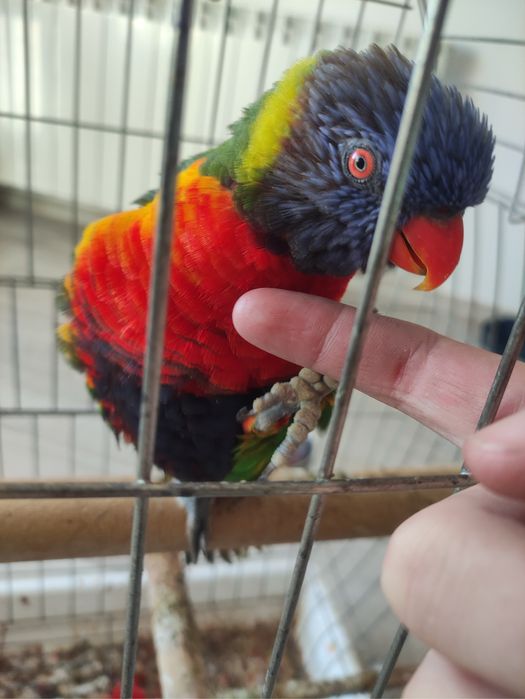Папагал Лори + клетка + храна