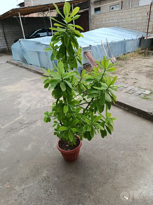 Tuvag Gullar sotiladi