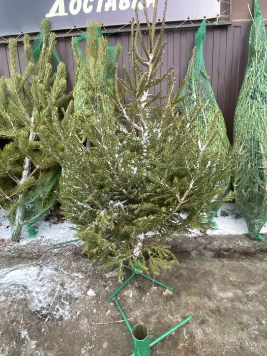 Продам Ели и сосны