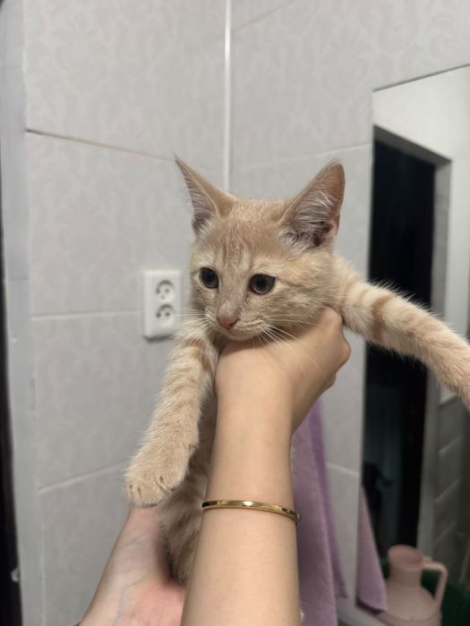 Отдадим котенка в добрые руки