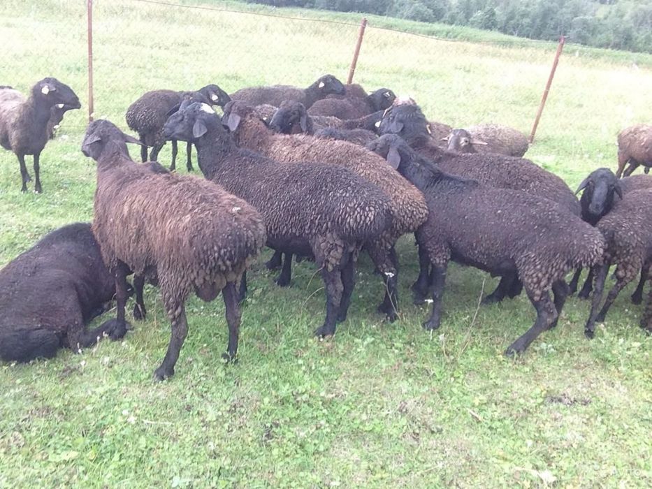 Жирные бараны овцы с откорма