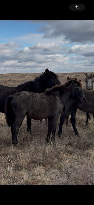 Продам жабагы оптом 220 тыс