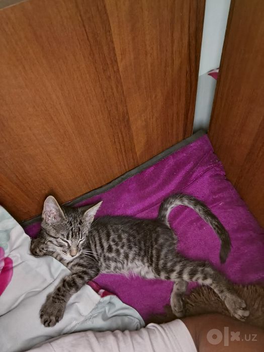 Котята Мейн Куна. Малчик
