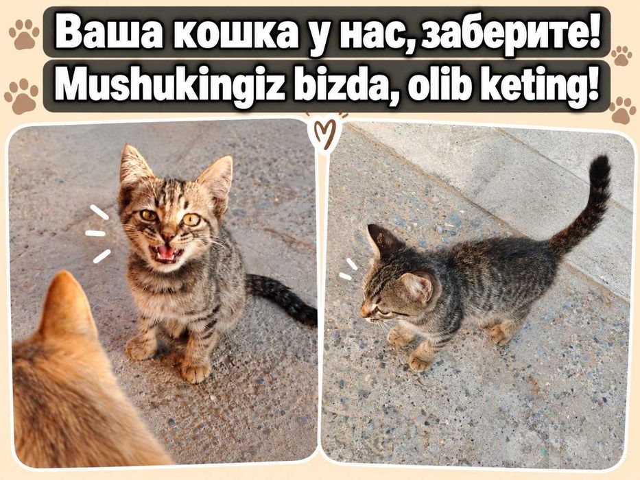 O'g'il mushukcha yaxshi qollarga beraman