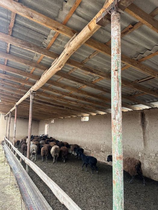 Tayyor biznes – 105 dona qo‘yli daromadli molxona sotiladi