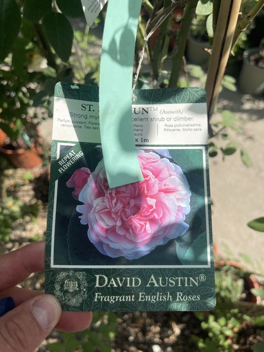 Саженцы роз Пионовидные