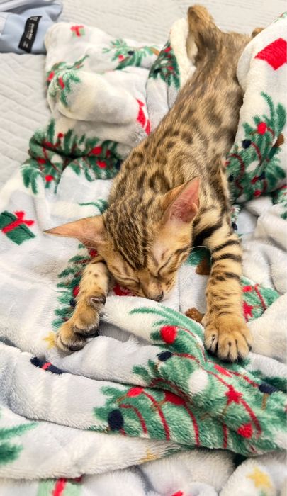 Бенгальский котенок