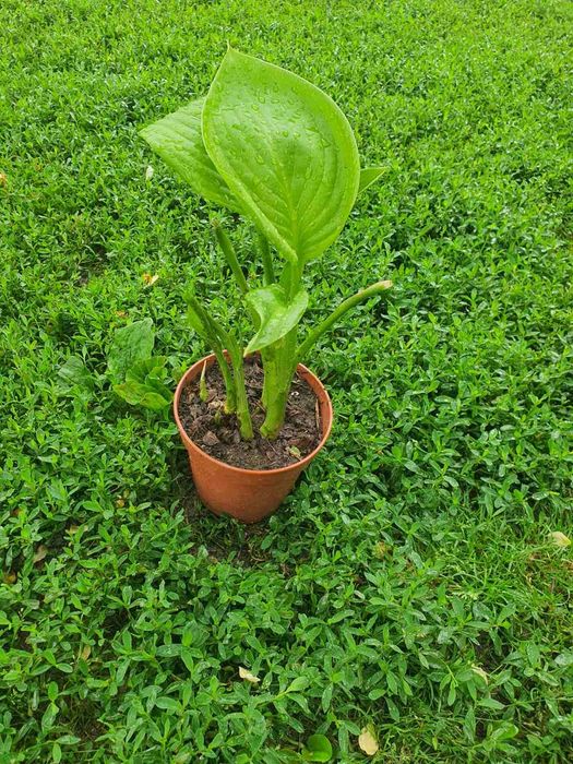 Расад Хоста зелена