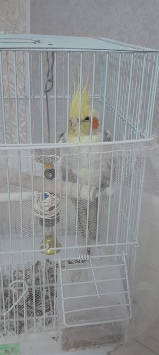 Попугай корелла мальчик